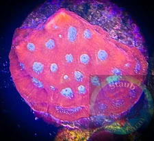 SAF~ 2 Inch Favia Frag, Live Coral “WYSIWYG” Frag Plug, Brain, Colony, LPS