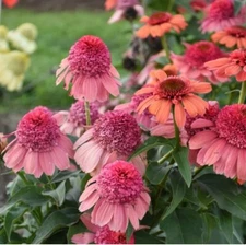 50 Rainbow Sherbert Coneflower Seeds Echinacea Perennial Flowers Flower 1377 USA