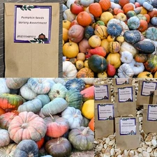 20ct Pumpkin Seeds RARE EXOTIC HUGE VARIETY Planting Organic NonGMO 2023 Harvest