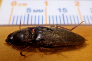 Unidentified Click Beetle Melanotus sp ? Elateridae Coleoptera Southeast TX F119