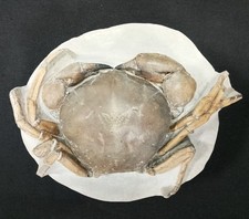 Rare Tumidocarcinus fossil crab, New Zaeland