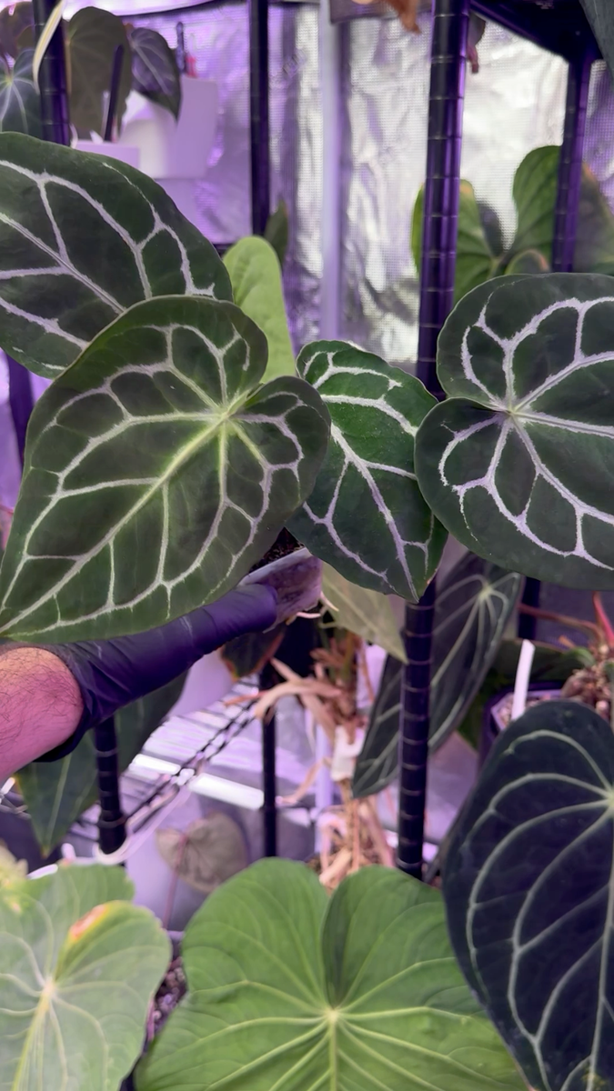 Anthurium crystallinum 