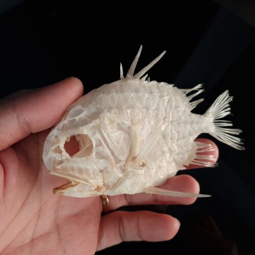 Real Pinecone Fish skeleton, fish taxidermy, Monocentridae, Pineapplefish - Picture 4 of 6