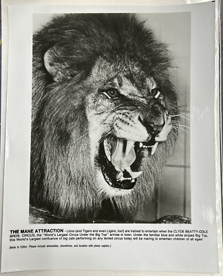 Vintage 8x10 Black & White Circus Photo The Mane Attraction