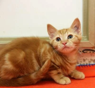 long haired ginger kittens for sale
