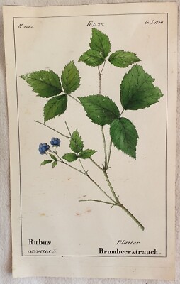 Rubus Caesius Ronce Bleuâtre Dewberry 1843 Suisse Switzerland Fruit