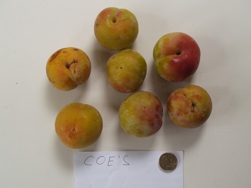 Plum, 1 X Coe's Late Red, scion cutting, for grafting, 17cm