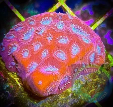 SAF~ 2 Inch Favia Frag, Live Coral “WYSIWYG” Frag Plug, Brain, Colony, LPS