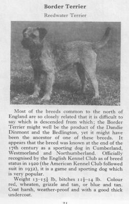 Border Terrier - 1970 Vintage Dog Art Photo Print - Matted GIFT