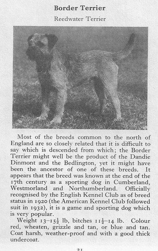 Border Terrier - 1970 Vintage Dog Art Photo Print - Matted GIFT