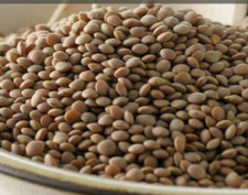 *BULK* Brown Lentils, Dried, Raw, Sproutable, Fresh, USA Grown BB 08/2027