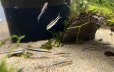 TRUE Siamese Algae Eater  1-1.5