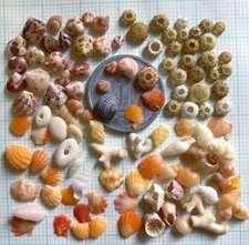 Natural Shell Material: Assorted Tiny Shells Genuine Surf-Tumbled From Japan