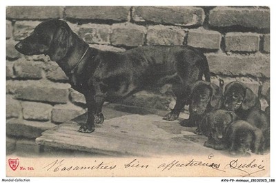 AYNP9-0857-DOG - Dachshund and his little ones