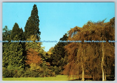 D317913 Westonbirt Arboretum. Wigmore Circle und Betula pendula Youngii. Forestr
