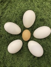 1+ Goose Egg Fresh Organic Eat Keto Free Range Pasture & Pond Fertile Hatching 