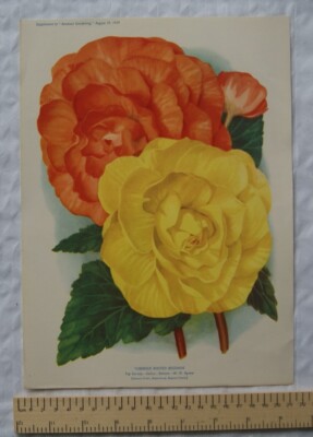 Amateur Gartenarbeit Illustration 1939 - Knollenbewurzelte Begonien