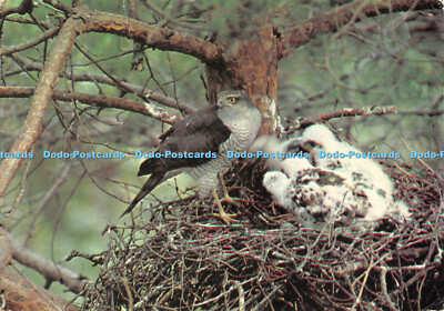 D087958 Spatz Falke und Jungtiere. J. Arthur Dixon. D. Balharry