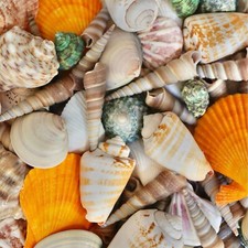 25+ Seashells Mixed Rare Colorful Coastal Beach Decor Tropical Sea Shells Bulk