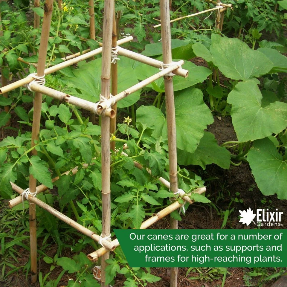 Strong Heavy Duty Professional Bamboo Plant Support Garden Canes | 2ft - 10ft - Image 2 of 3