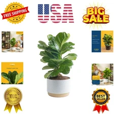Baby Fiddle Leaf Fig Live Plant in Decorative Pot, Indoor Houseplant, Perfect...
