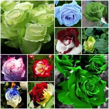 100 Mixed Multicolored Rose Flower Seeds Perennial Flowers Rare Plants Garden