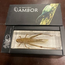Ambor real grasshopper specimen preserved in a clear resin block