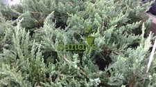 Juniper Blue Rug Ground Cover Starter Plant, Lot of 18