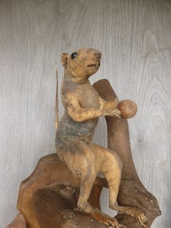 Squirrel Taxidermy Mount Small Log Item B