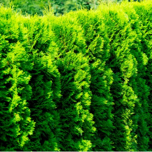 30 western red cedar trees/thuja gelderland in 9cm pots evergreen hedging plants image 2