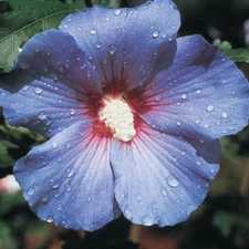 Hibiscus Rose of Sharon~30 Seeds~Blue Bird~Hardy Perennial Shrub~Purple Flowers