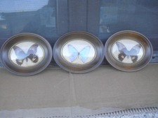 lotto di 3 quadretti ovali in legno e vetro con FARFALLE vere-misure 18x15