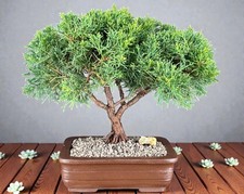 Trained Shimpaku Juniper Bonsai Tree 12"H Outdoor Evergreen Juniper Chinensis