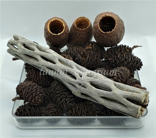1 Arizona 6" Cholla Wood + 30pcs Premium Jumbo Alder Cones + 3pcs Cariniana Pods - Picture 1 of 12