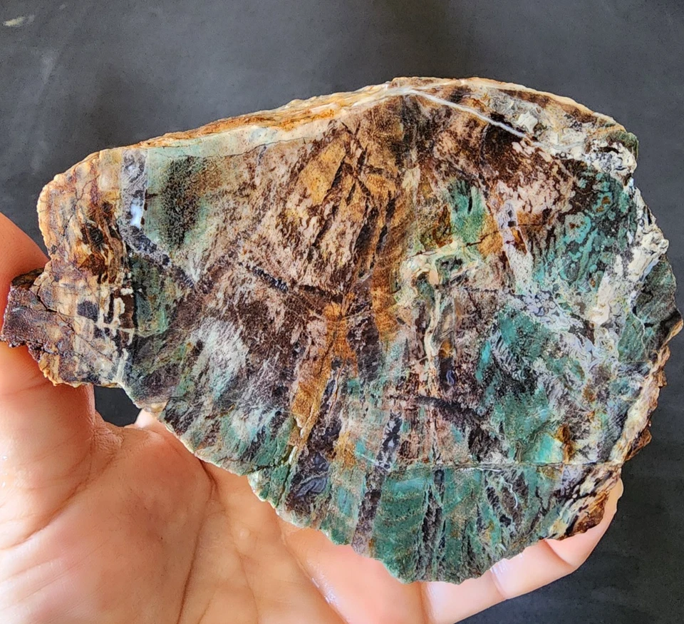 10.65 oz (302 gr) Colla Wood, Collawood, Opalized Petrified Wood, Opalized Wood - Image 2 of 4