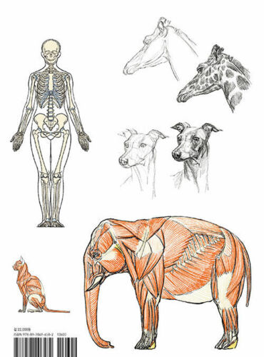 Human & Animal Comparative Art Anatomy - Korean Edition 9788978496582 | eBay