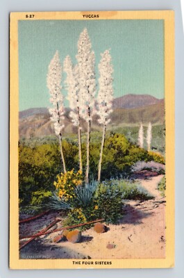 Four Sisters Southwestern Yucca Plants UNP Linen Postcard G16