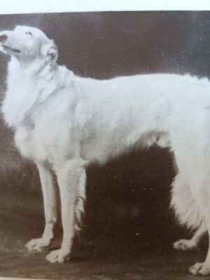 Davison bros real photographic series. Russian wolf hound. Dog. (N6)