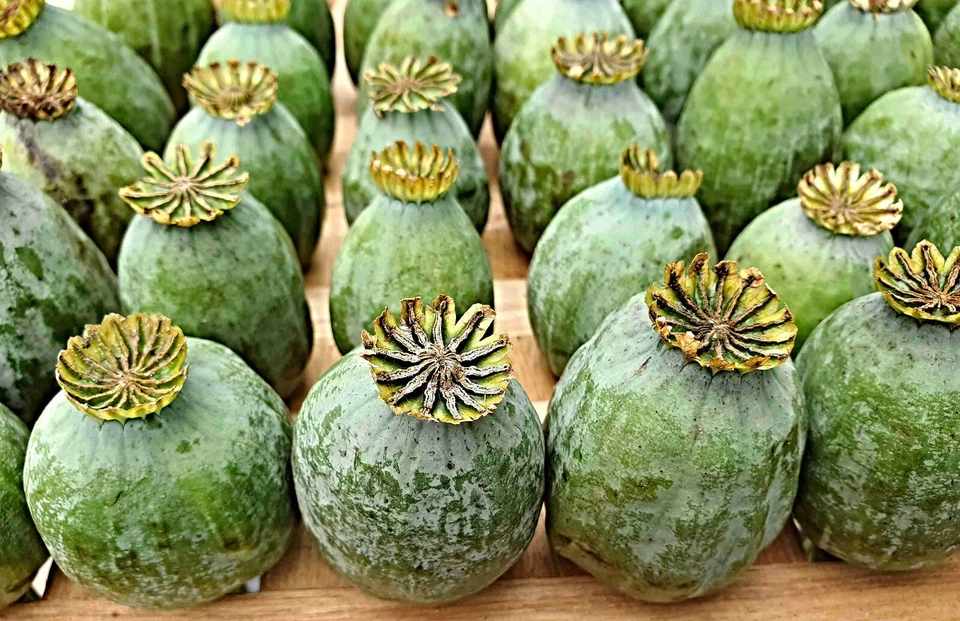 Schlafmohn Samen, Papaver somniferum, Blaumohn - Bild 4 von 4