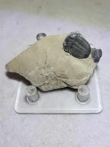1.0" Elrathia Kingii Trilobite Fossil & Partial Wheeler Shale Utah Cambrian Age