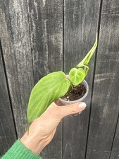 philodendron camposportoanum 