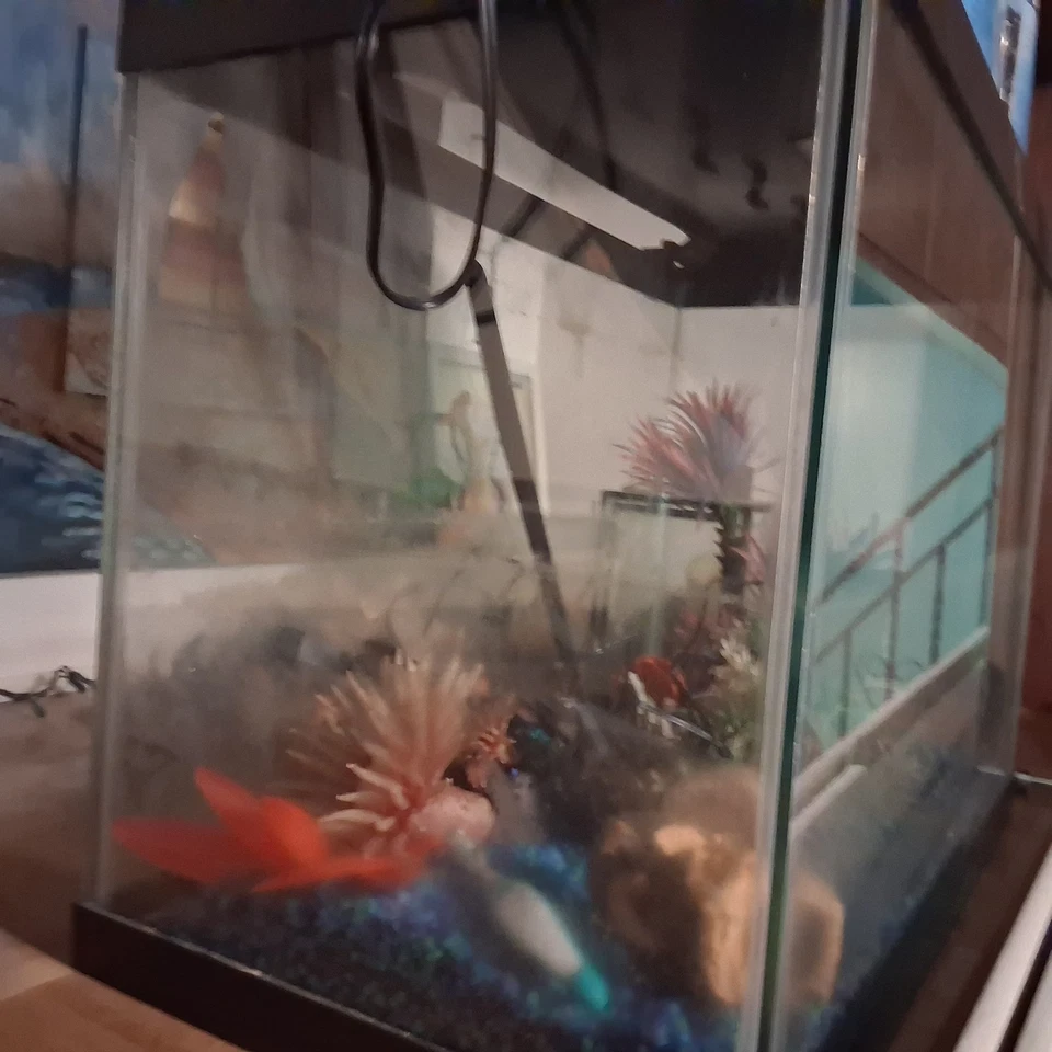 40 Gallon Aquarium For Sale. Tank Comes With Everything. - Image 2 of 3