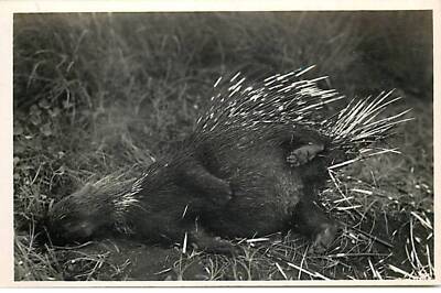 Kenia - Ein Stachelschwein - Fotograf C. Zagourski Nr.191