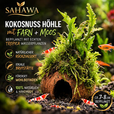 Kokosnuss Höhle Aquarium Garnelen Wels Versteck bepflanzt Farn Moos 7-8 cm