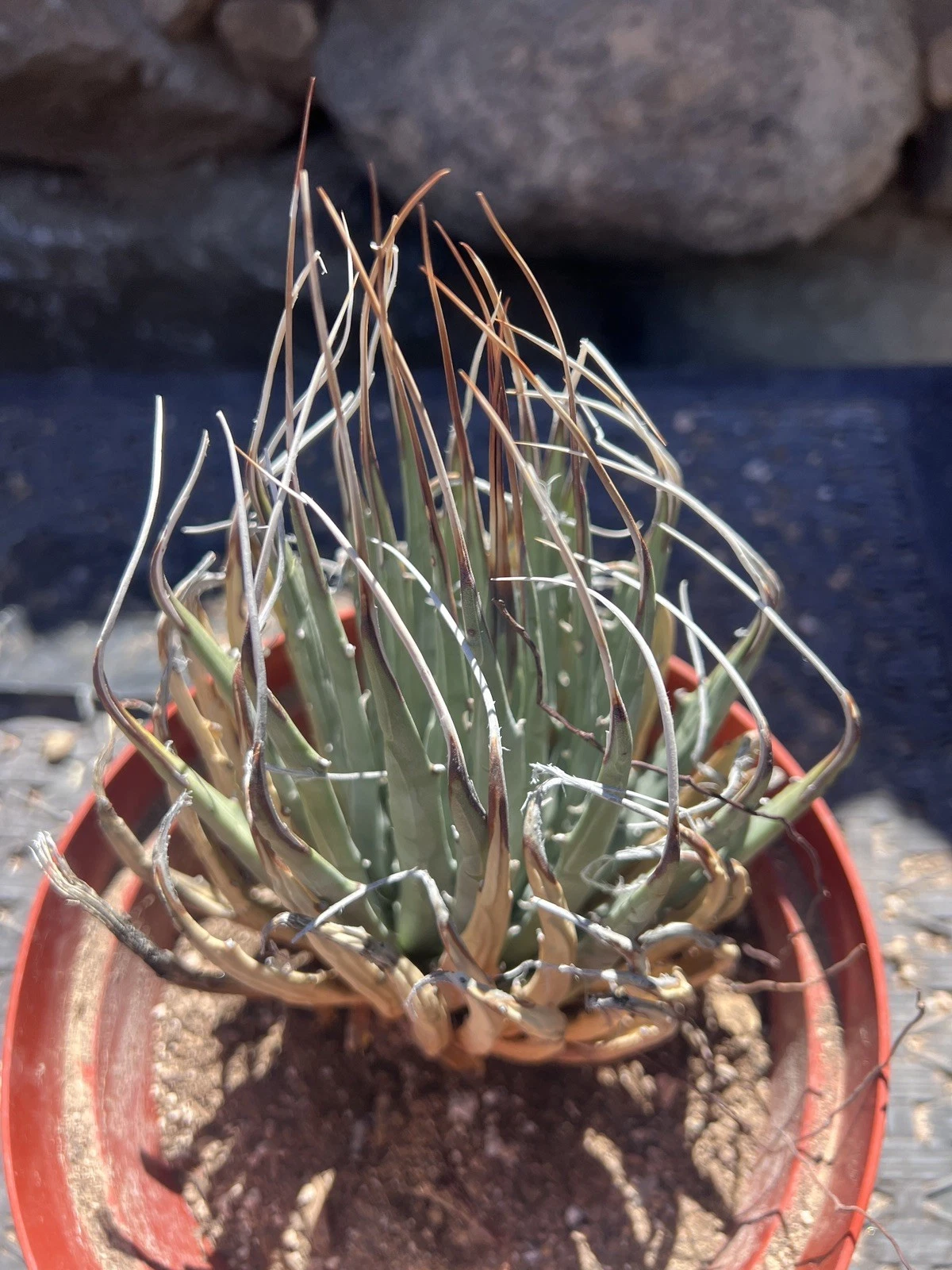 Agave Utahensis var. nevadensis Amazing folded thorns ?
Opens in a new window or tab