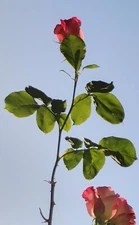 FlowerAndBalloonDelivery.com ©️™️®️ Flower And Balloon Delivery.com Startup 