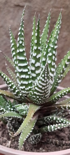 Haworthia Fasciata Zebra Unusual Succulent House plant In 9cm Pot - Picture 4 of 7