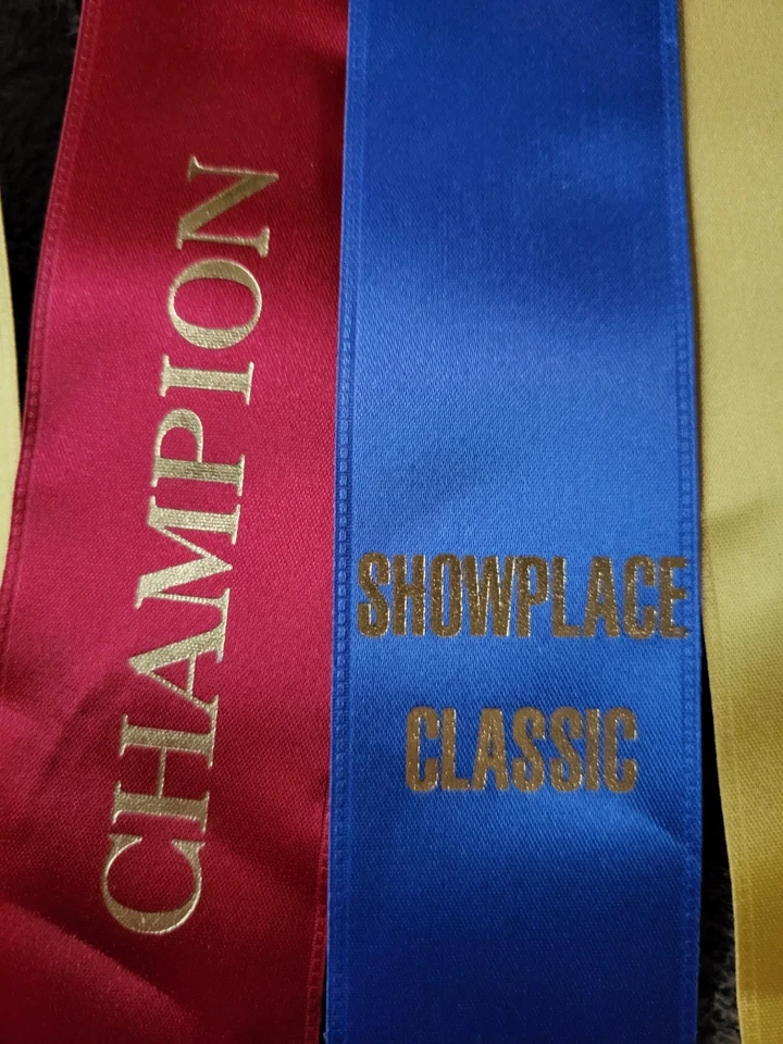 Cintas "Showplace Classic" Hunter Jumper Horse Show Premios Eventos Ecuestres Foto 2 de 4