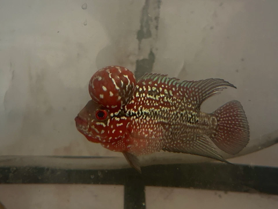 Red Dragon Flowerhorn 5” - Image 4 of 4