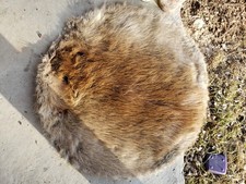 Beaver Pelt